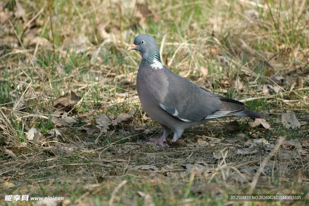 灰鸽立于草地