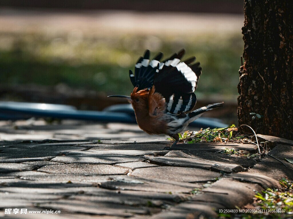 猫咪飞跃瞬间