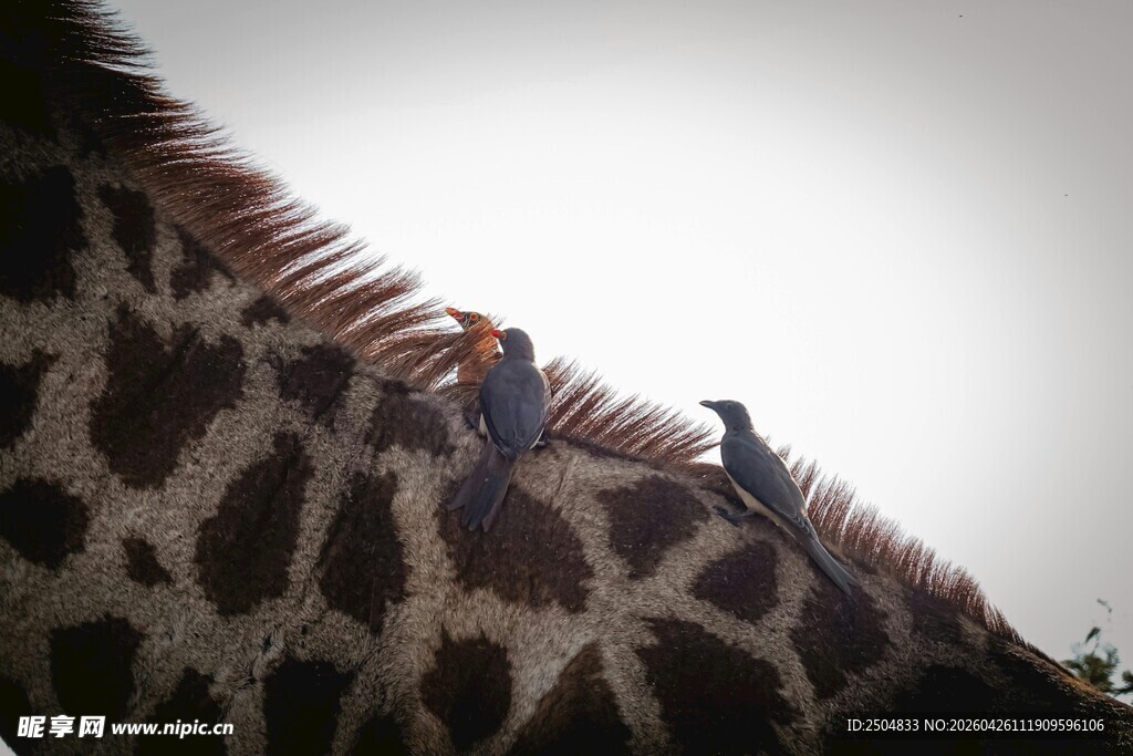 长颈鹿背上的小鸟