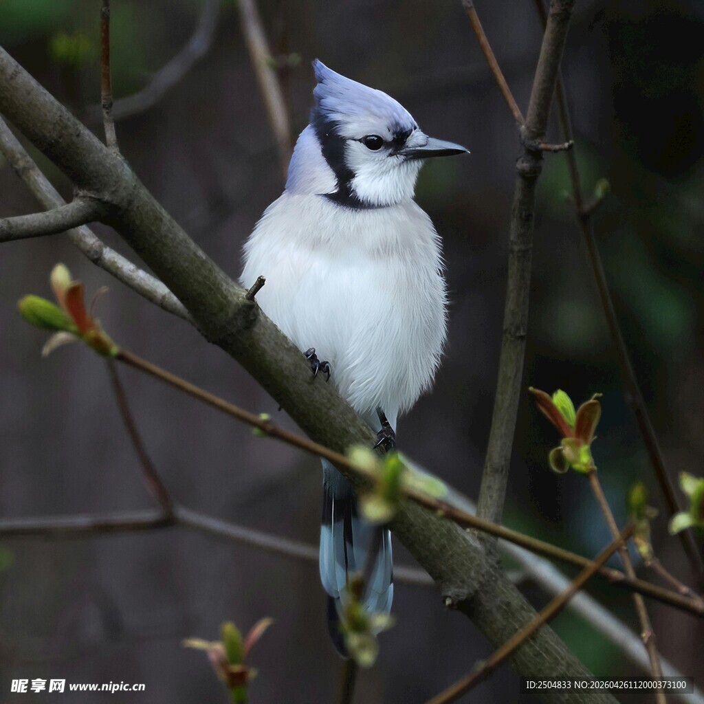 枝头的蓝冠小鸟