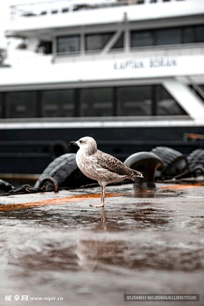 岸边海鸥与船的静谧景象