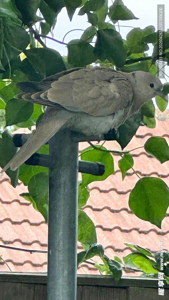 屋顶栖息的灰鸟
