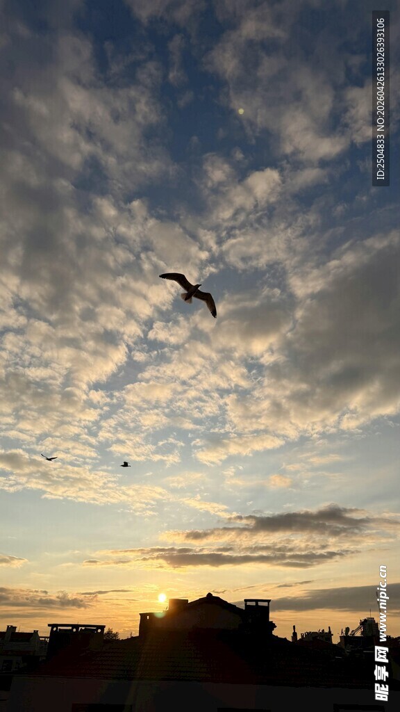 夕阳下飞鸟翱翔天际