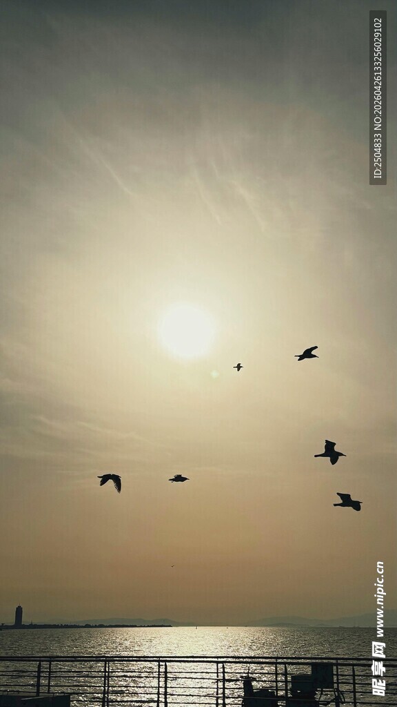 夕阳下飞鸟翱翔于海面