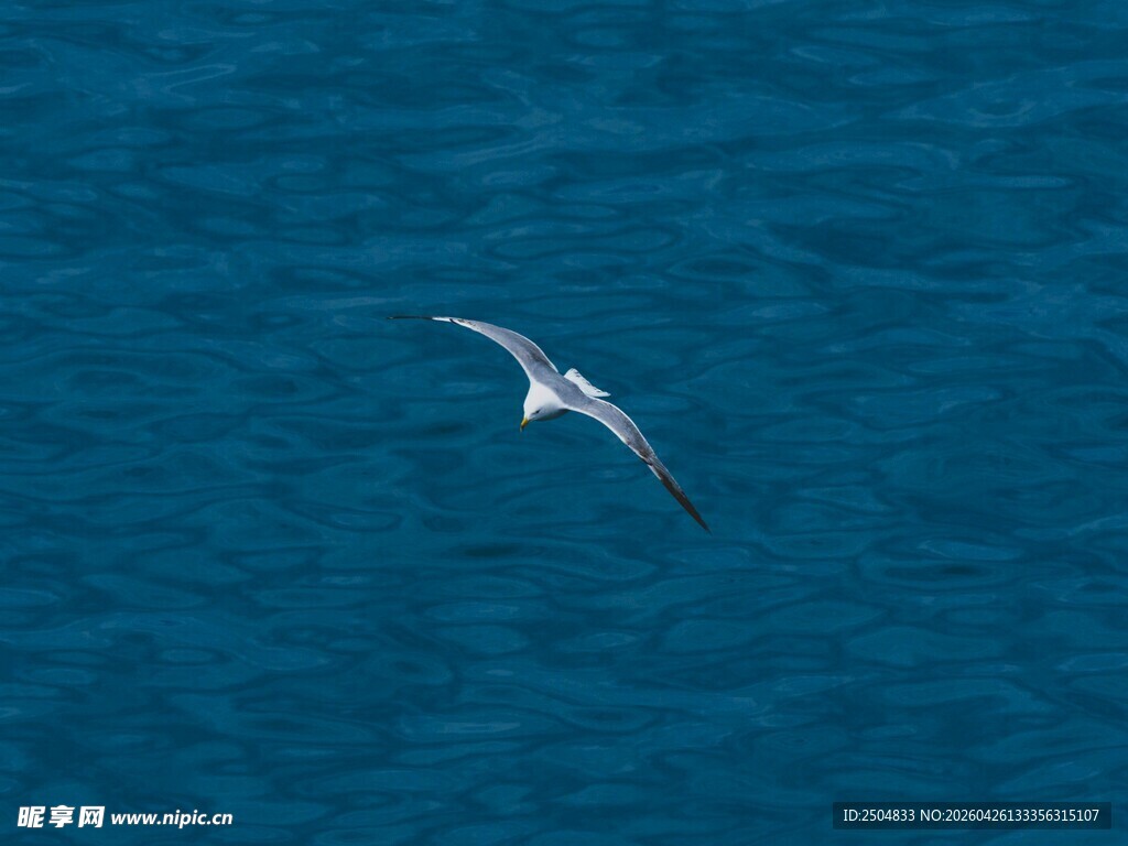 海面上飞翔的白色海鸥