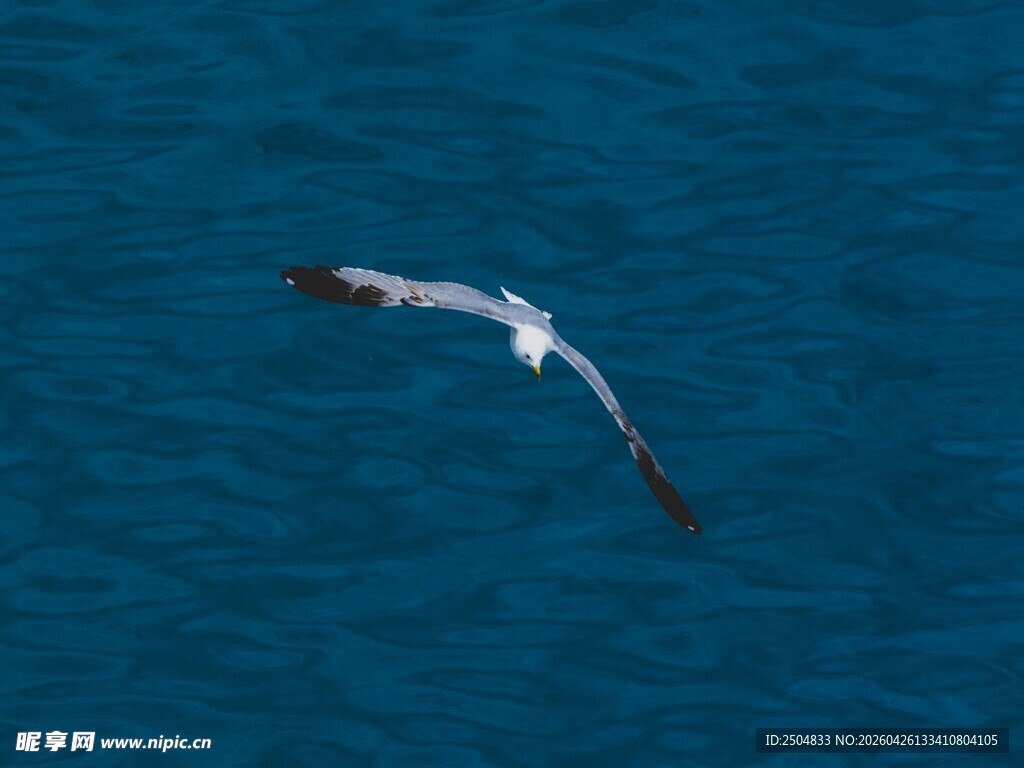 海面上翱翔的飞鸟