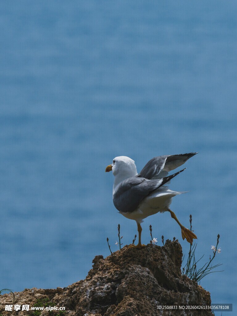 岩石上展翅的海鸥