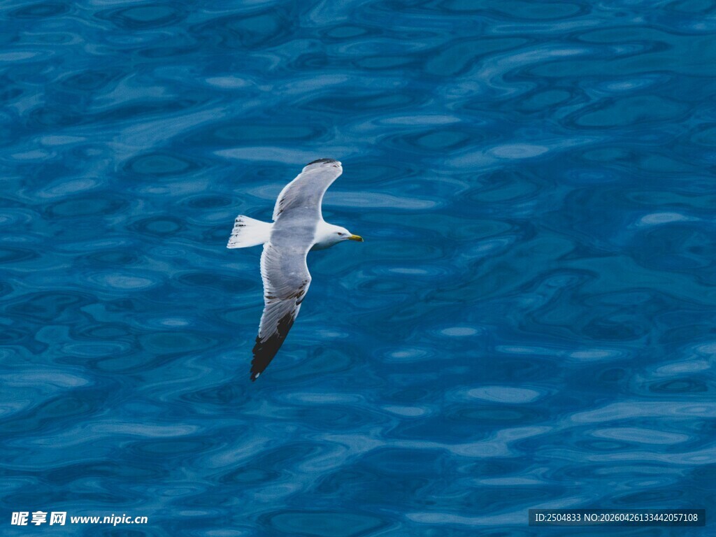 蓝海上飞翔的白色海鸥