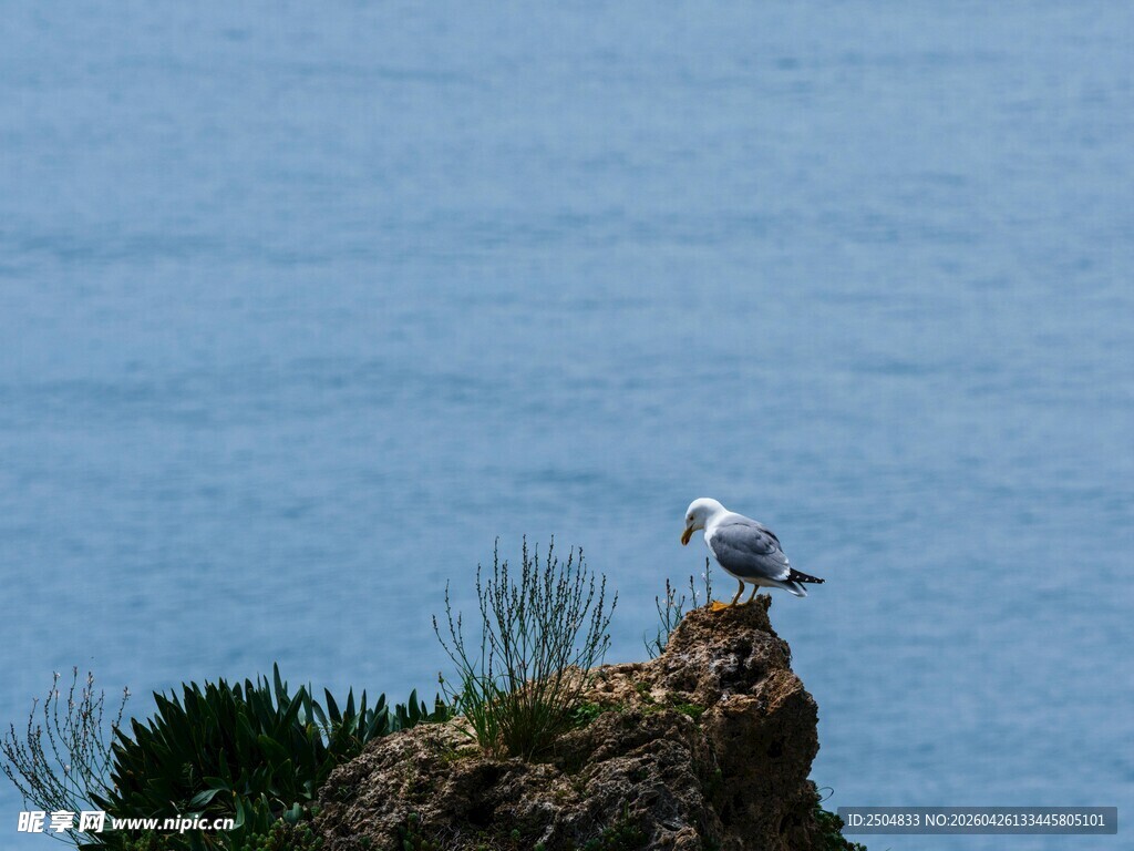 海鸥立于崖边望碧海