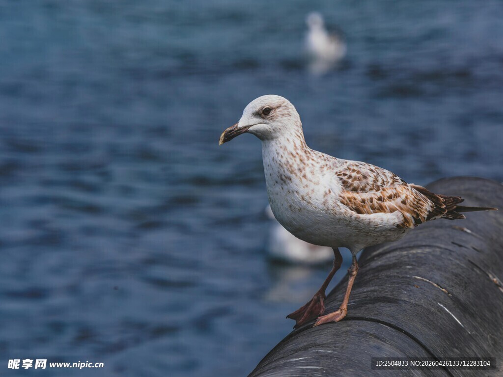 海鸥栖息于黑色物体上
