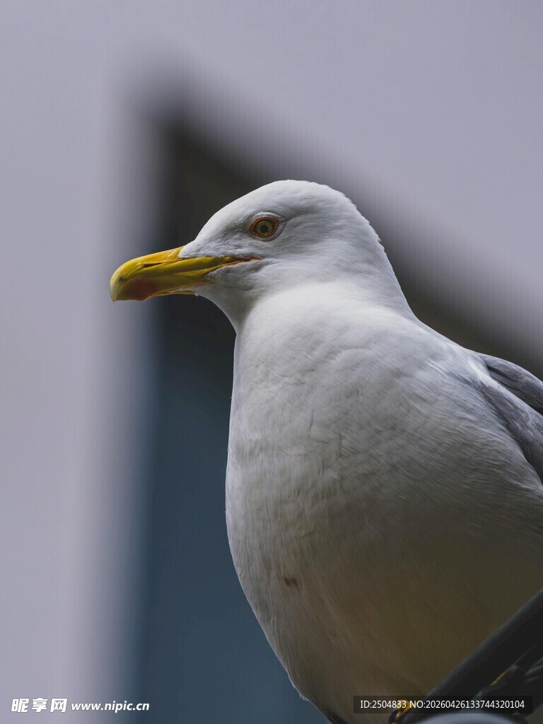 栖息的海鸥