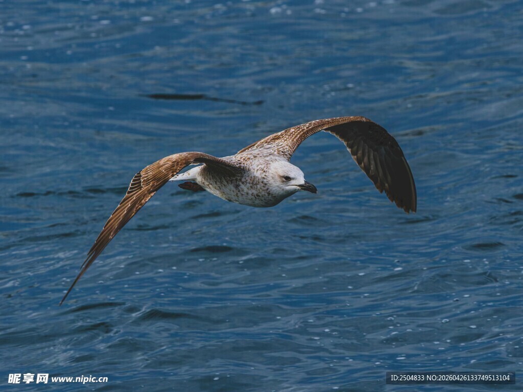 飞翔的海鸥