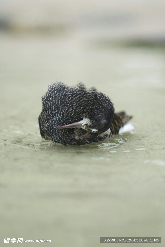 地面上的黑色死昆虫