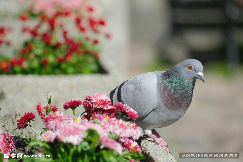 鸽子立于繁花旁