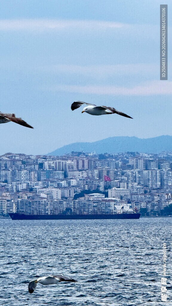 海上飞鸟与远处城市景观