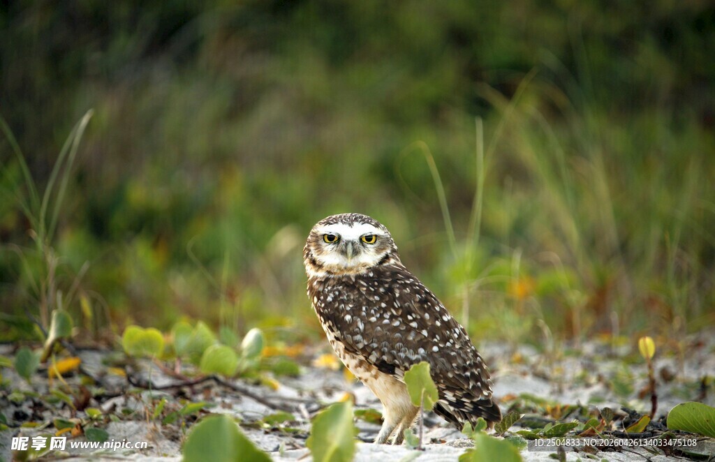野外站立的猫头鹰