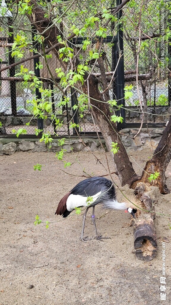 树下休憩的鹳与木桩