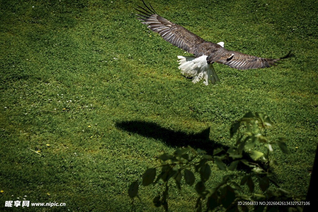 雄鹰展翅于绿茵之上
