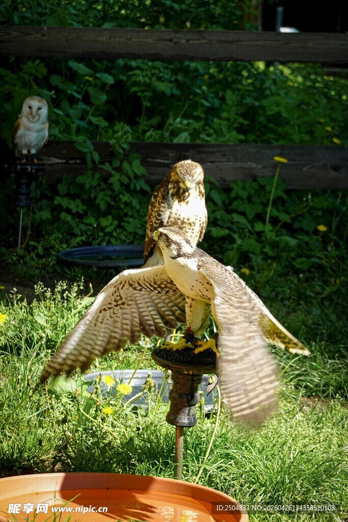 草地上展翅的小鸟
