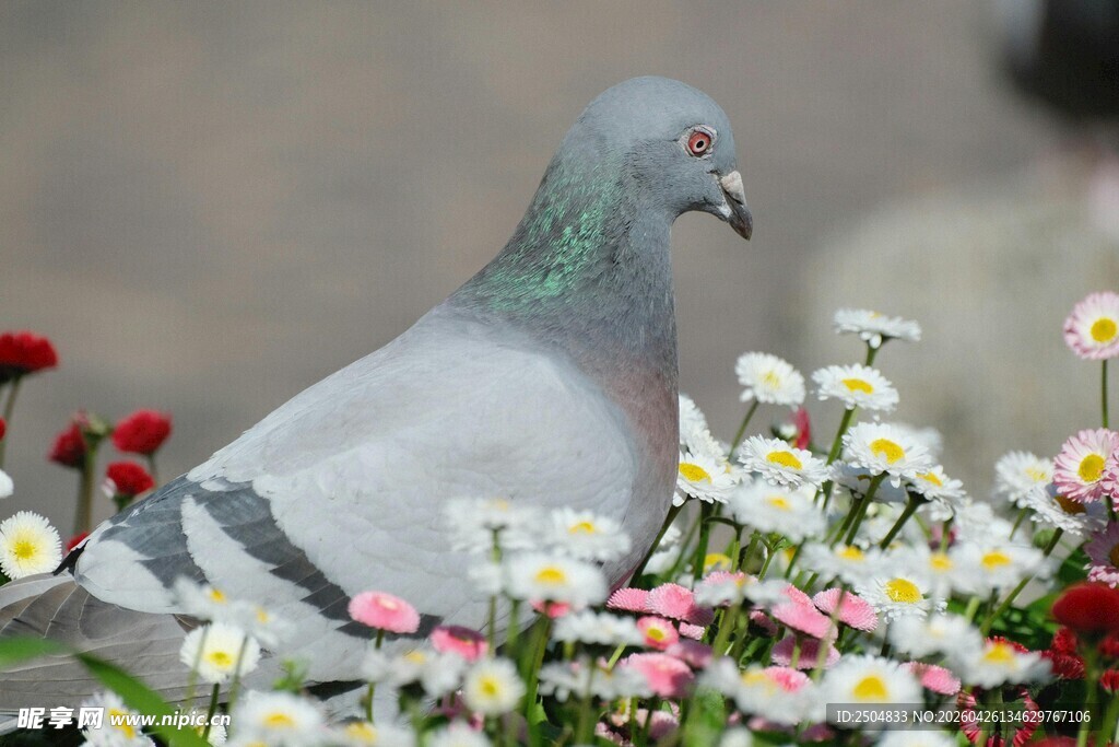鸽子立于缤纷花丛中