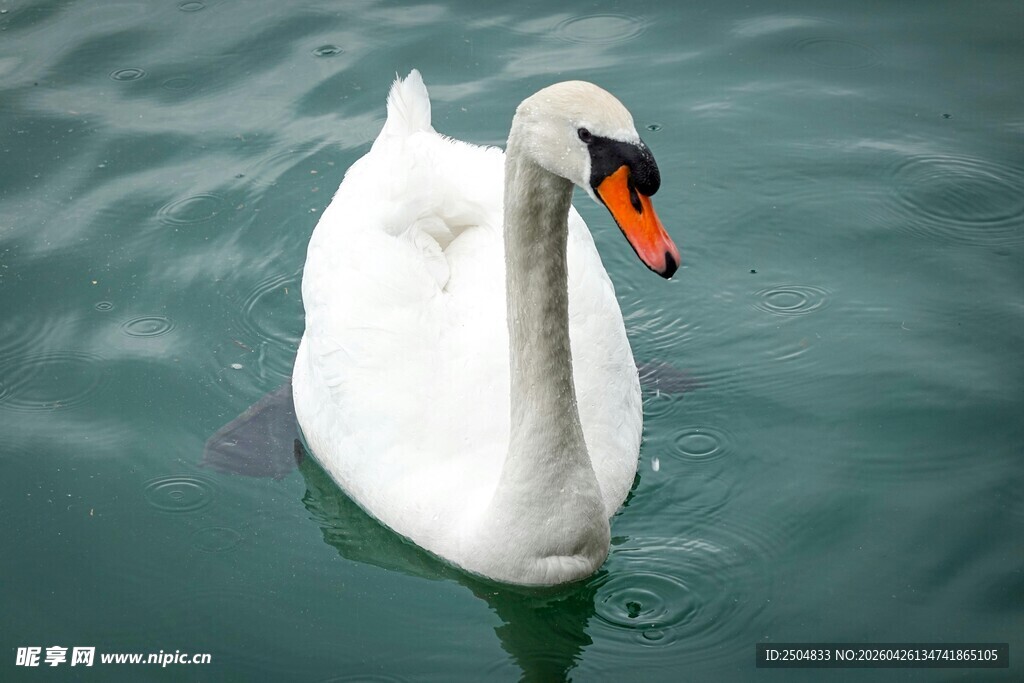 水中优雅的白天鹅