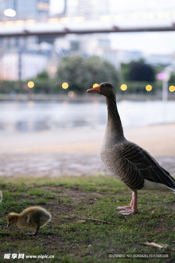 草地上的大雁与幼崽