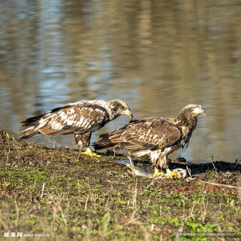 两只鹰立于草地