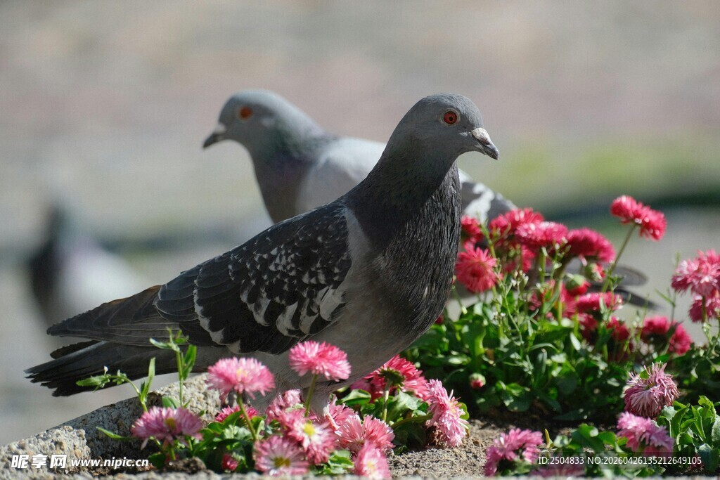 花丛旁的两只鸽子