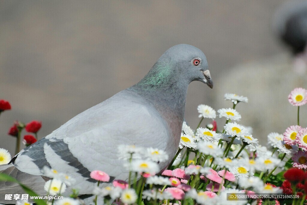 花丛中的灰鸽