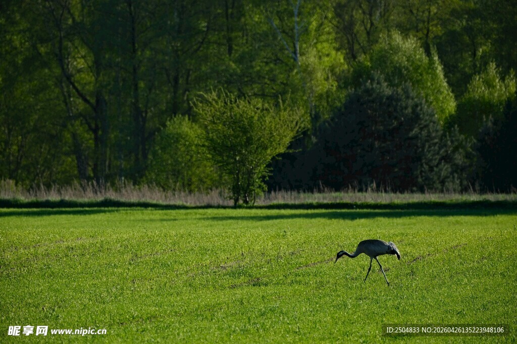 草原上独行的优雅飞鸟