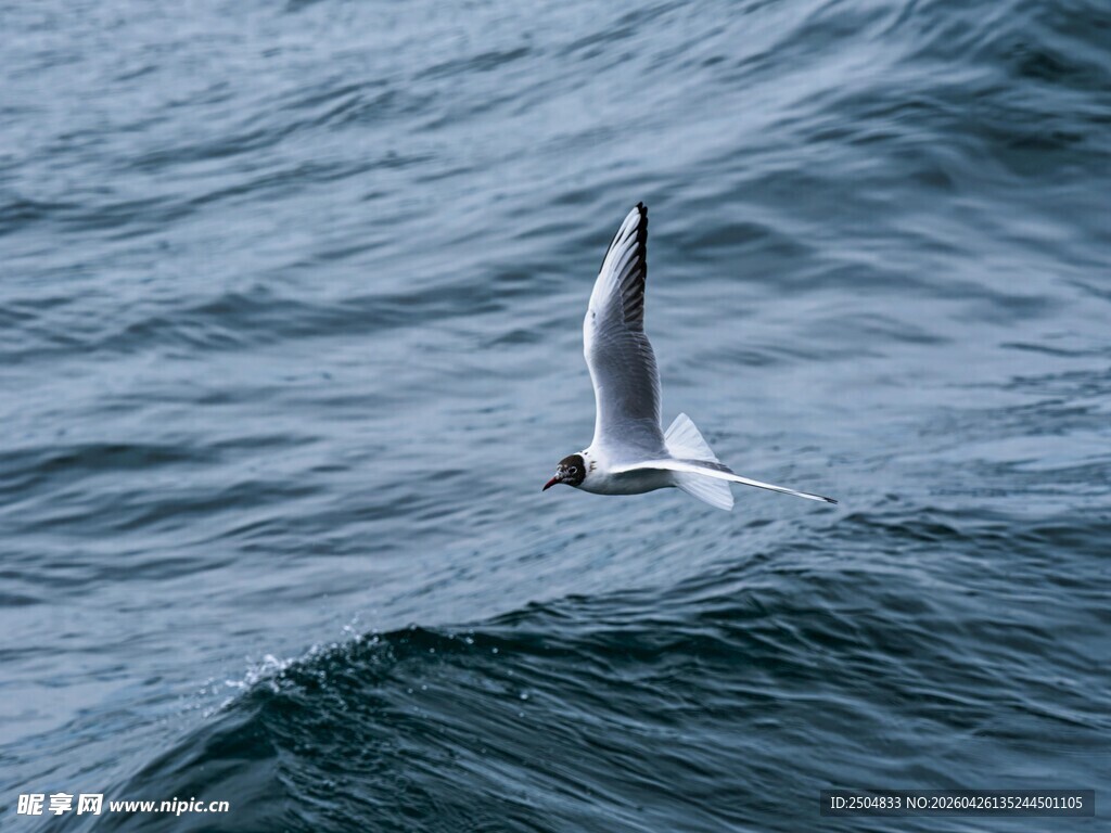 海鸥翱翔于波涛之上