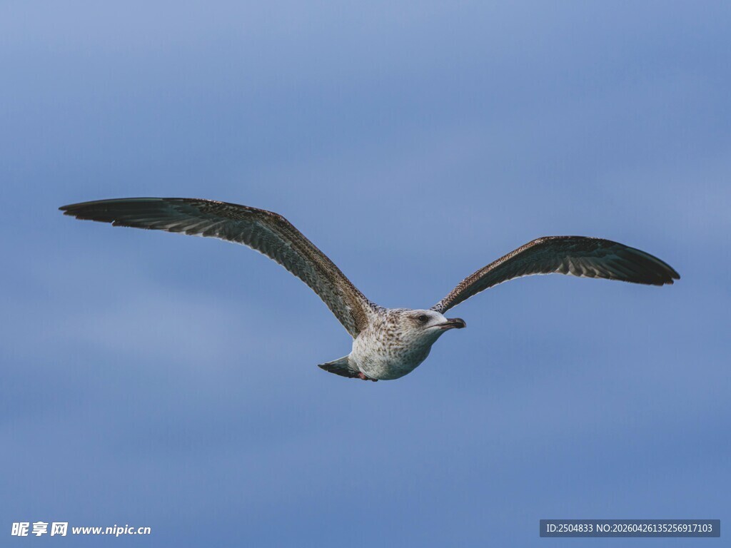 翱翔蓝天的海鸥