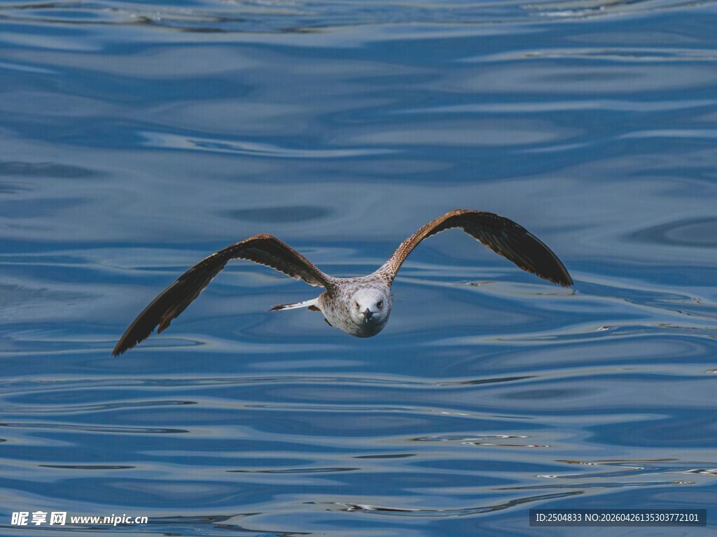海面上翱翔的飞鸟