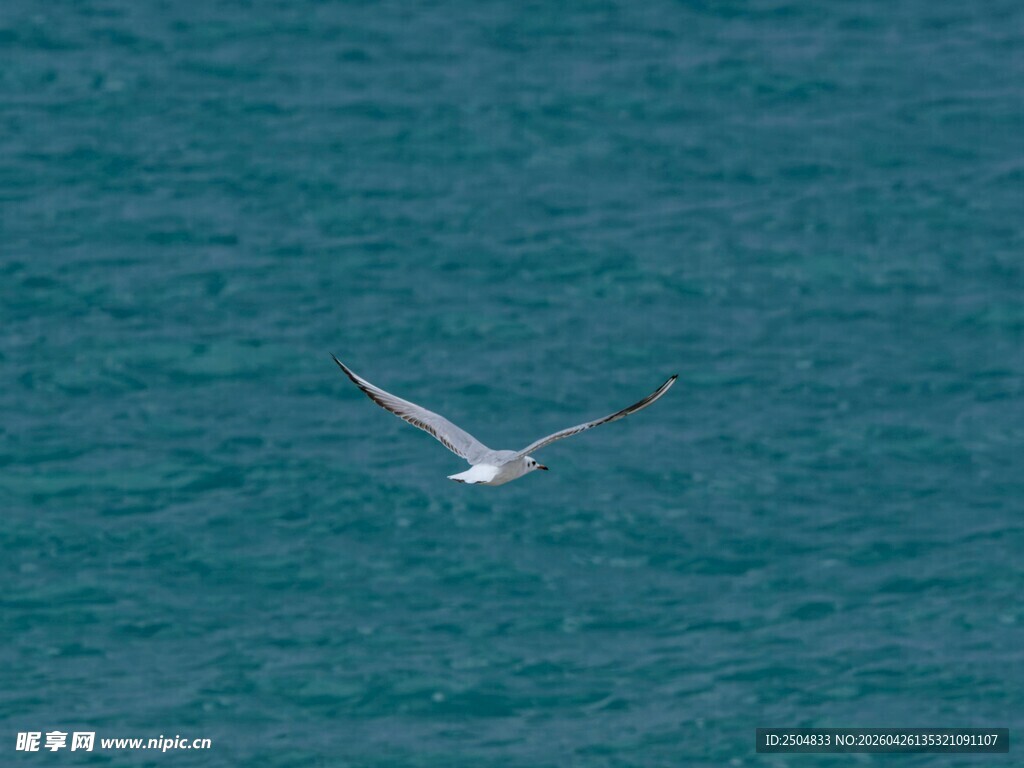 海面上翱翔的白色飞鸟