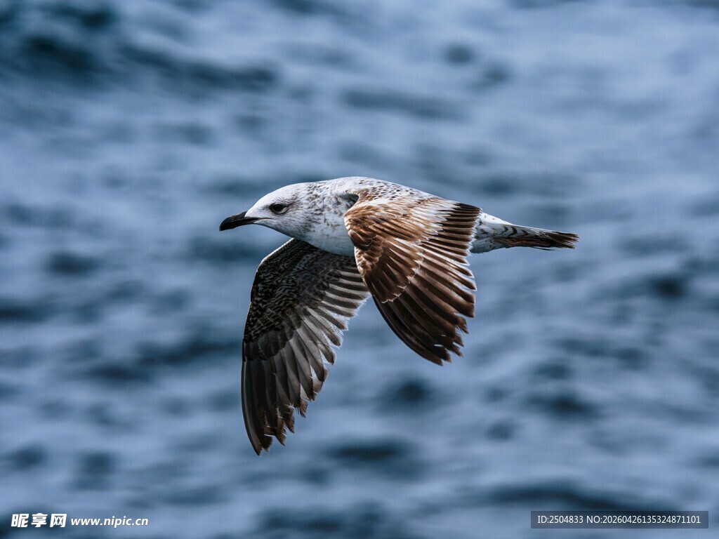 海鸥于海面翱翔