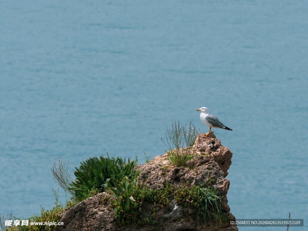 岩上海鸥 碧海蓝天之景