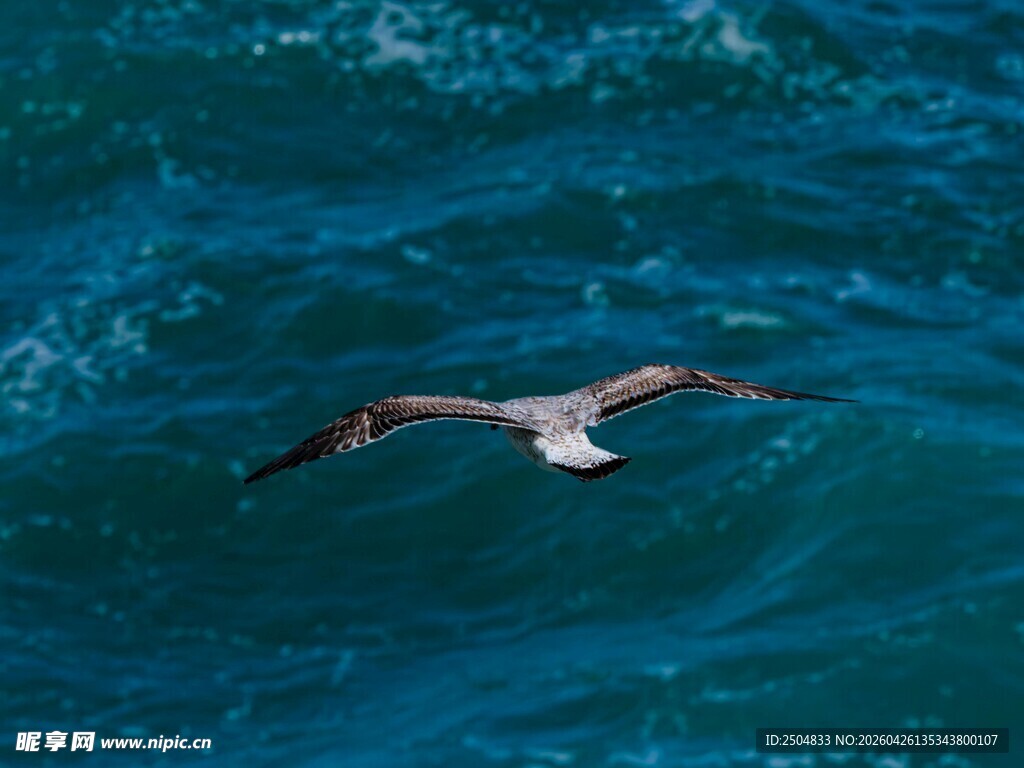 海面上翱翔的海鸥
