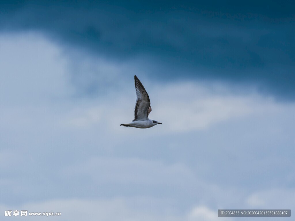 天空中翱翔的海鸥