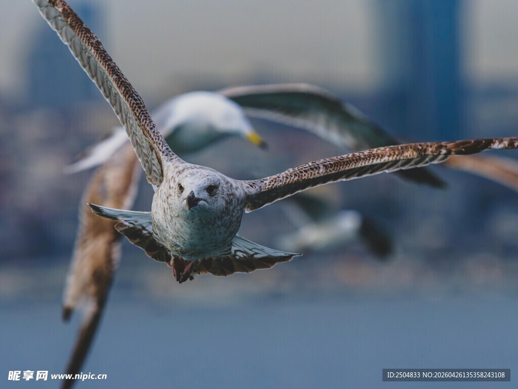 海鸥展翅翱翔于城市天际