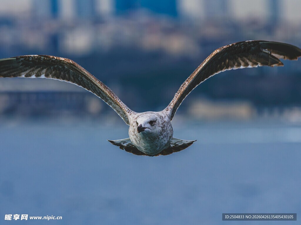 翱翔的海鸥