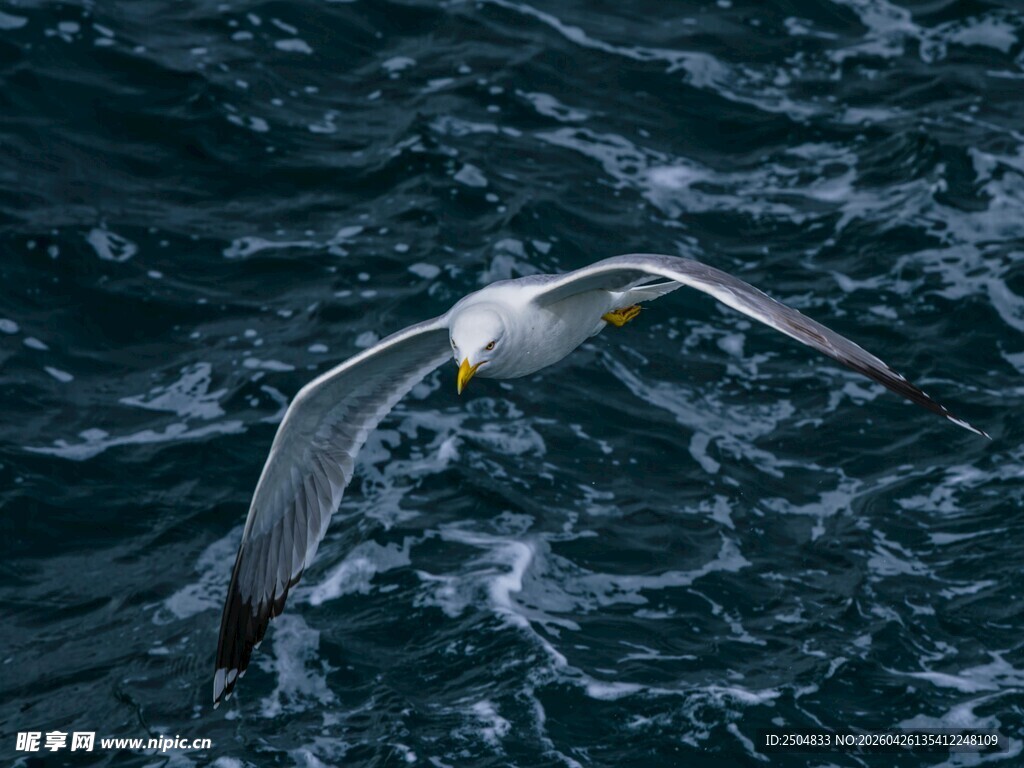 海鸥翱翔于波涛之上