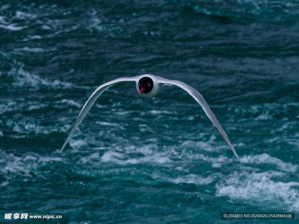 海面上飞翔的白色海鸟