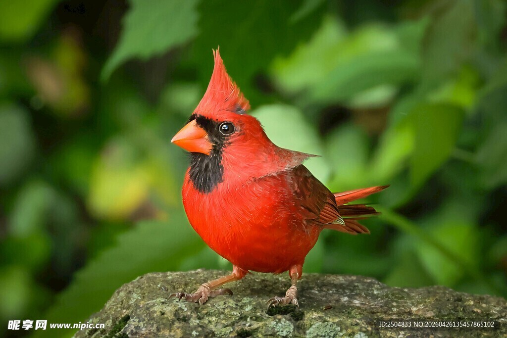 红衣主教鸟立于石上