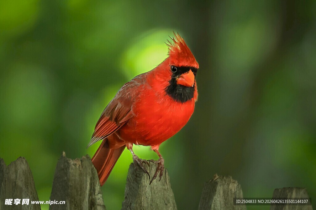 红衣主教鸟立于木栅栏上