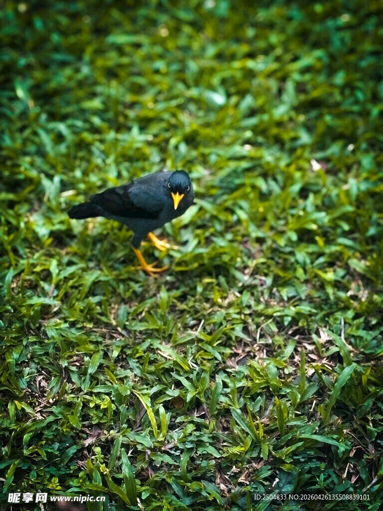 草地上的黑色小鸟