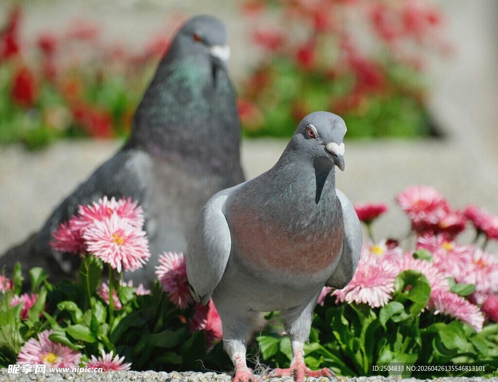 花丛中的两只鸽子