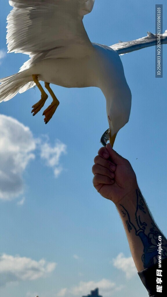 手喂海鸥的温馨瞬间
