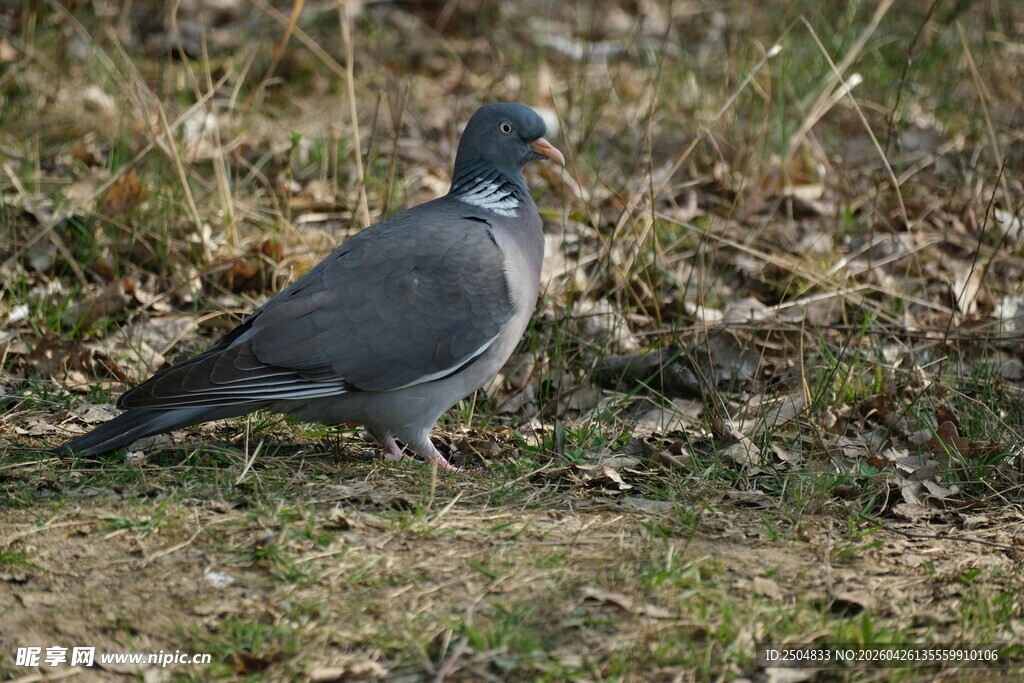 草地中的灰鸽子