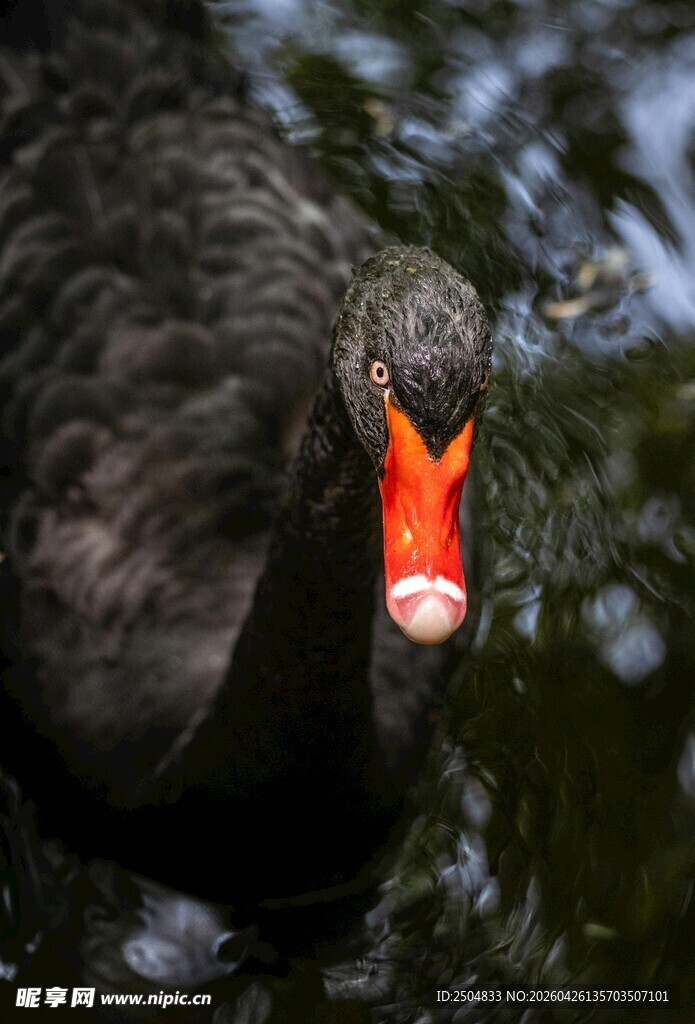 黑天鹅特写