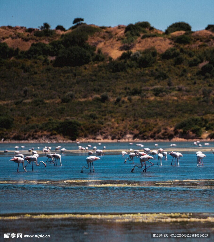 蓝水畔的火烈鸟群